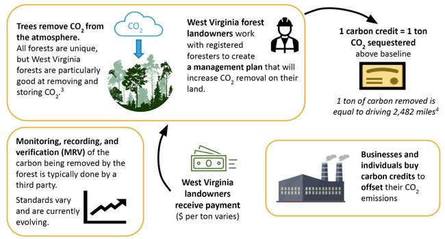 The graphic below describes how the carbon market works for forest land owners.